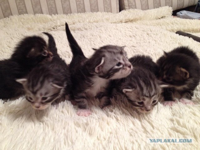 Наша мелочь на котовторник