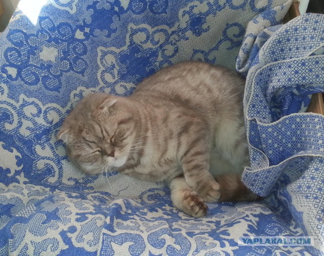 Котовторник 04.10.16