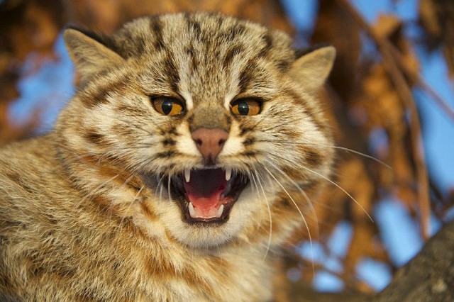 Коты из сети