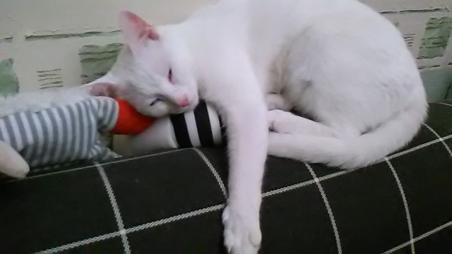 Котовторник 07.02.2017