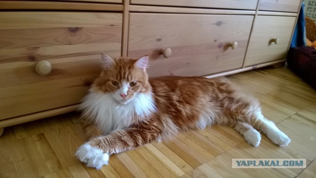 Котя ворону увидал
