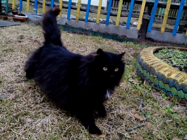 Котовторник 28.03.2017