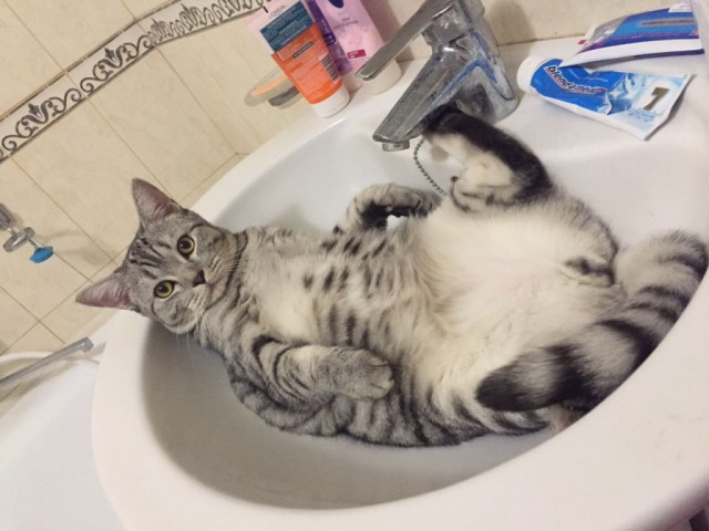 Коты и Кошки