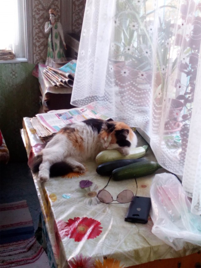 Котовторник 11/04/2017