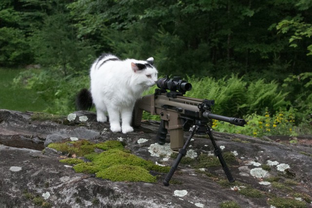 Полиция США отреагировала на вооруженного винтовкой кота