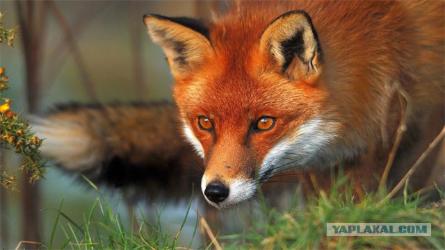 Удар в спину: с какими милыми животными нужно быть поосторожнее