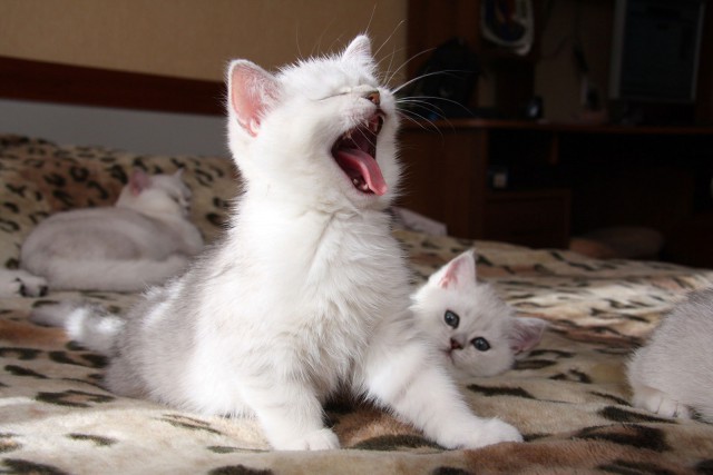 Коты и Кошки