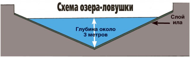 Спасение лисичек из осушенного искусственного водоема