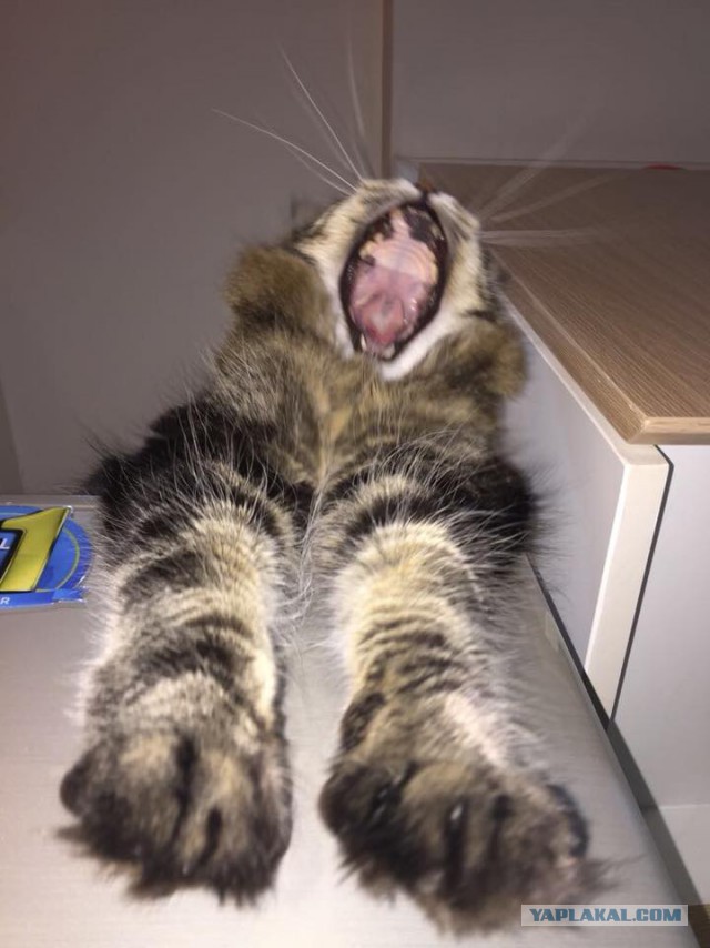 Котовторник 24.10.2017