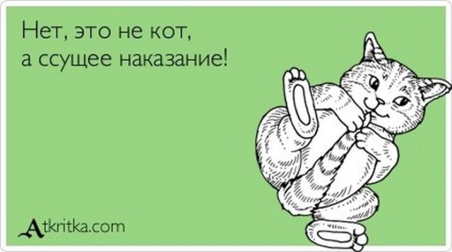 Котовторник  05.12.2017