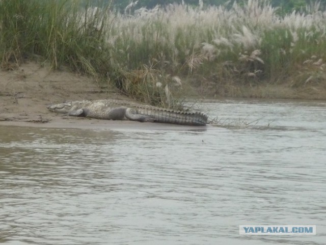 Лично мне не нужен берег турецкий