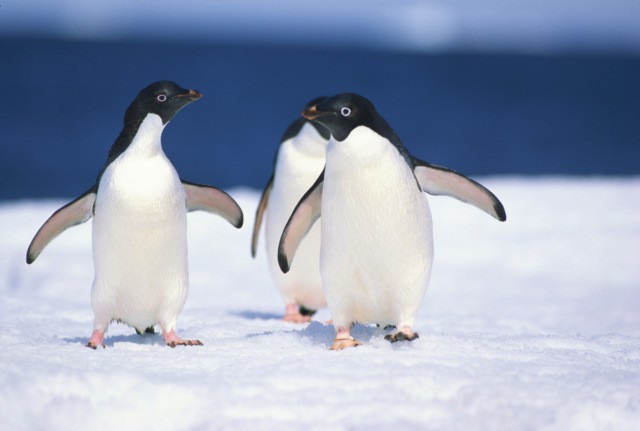 В Антарктиде благодаря снимкам из космоса нашли колонию пингвинов из 1,5 миллионов особей