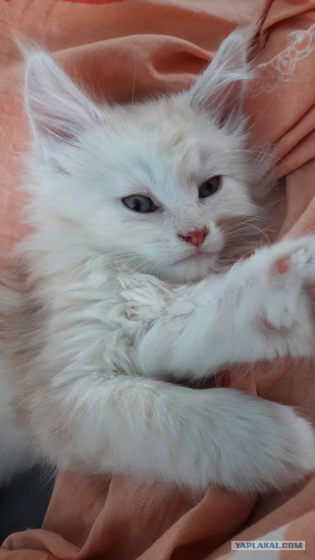 Котовторник 20.03.2018