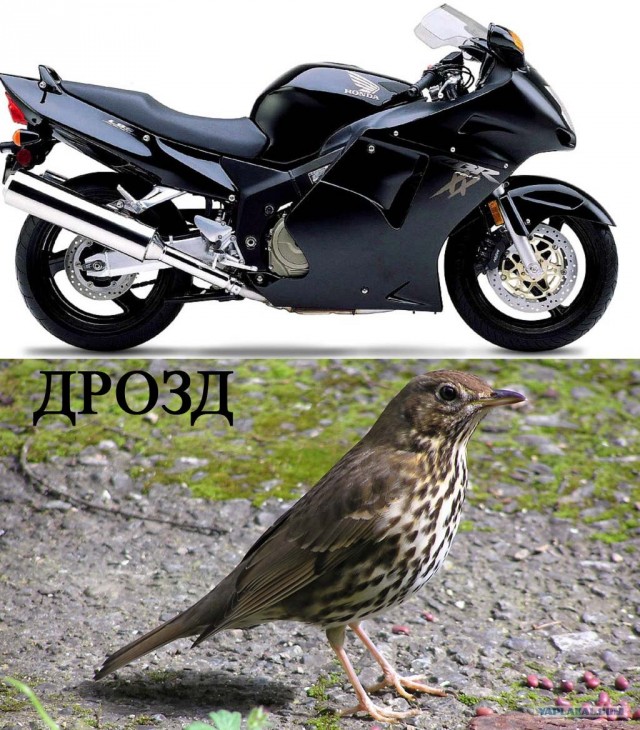 Клички у автомобилей