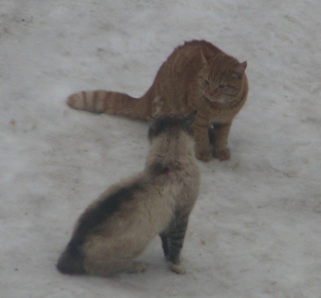 Котовторник же, уже!