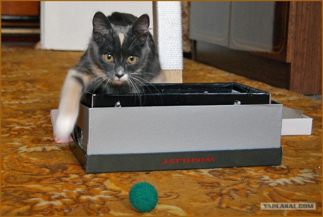 Котовторник (16.09.08)