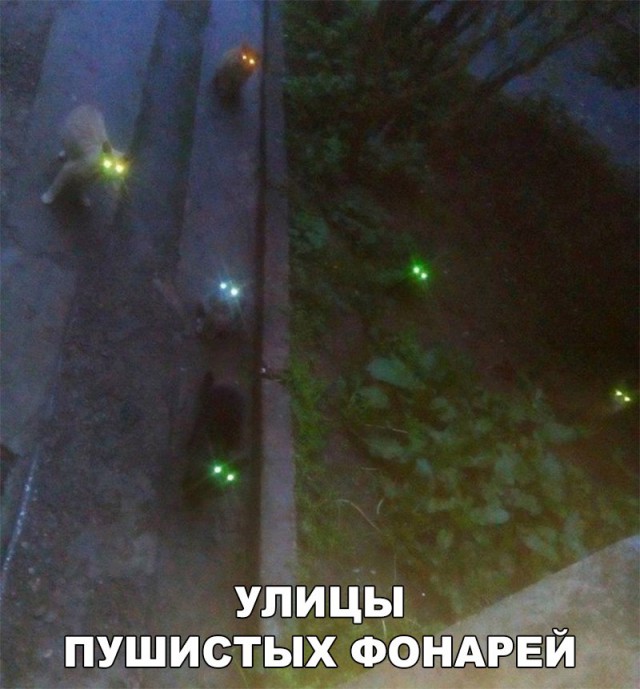 Нестандартный юмор