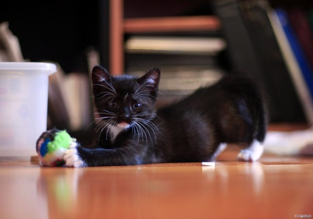 Котовторник (02.06.2009)