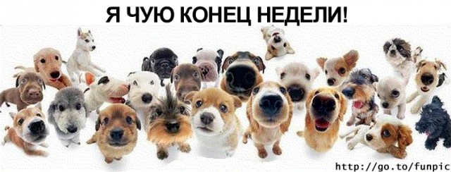 Собачий приют