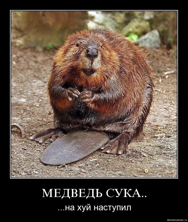 Жесть. Белый медведь напал на медвежонка