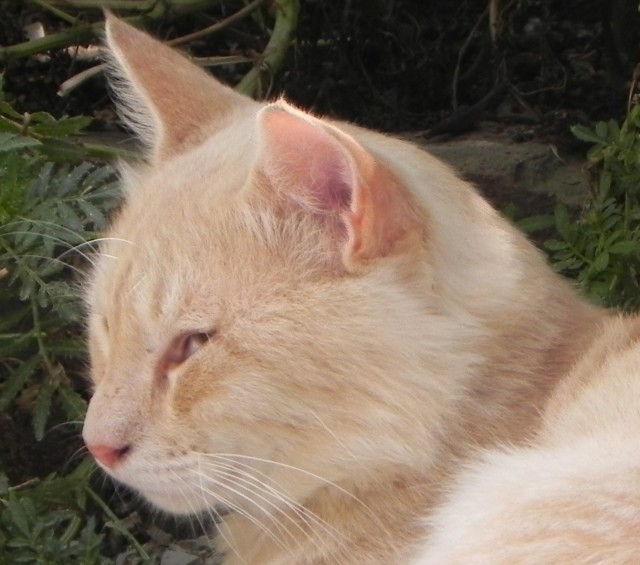 Котовторник: коты и... почти мыши