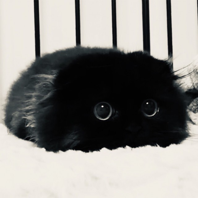 Прикольных котов пост