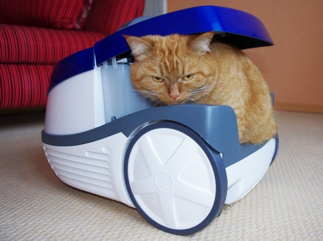 Котовторник объявляется открытым!