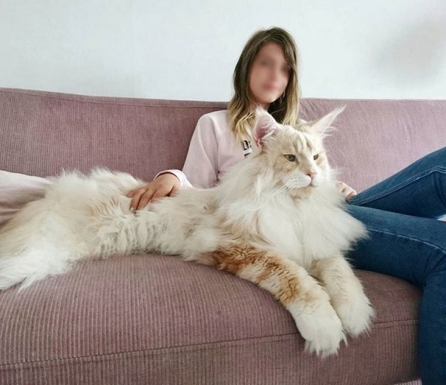 Прикольных котов пост