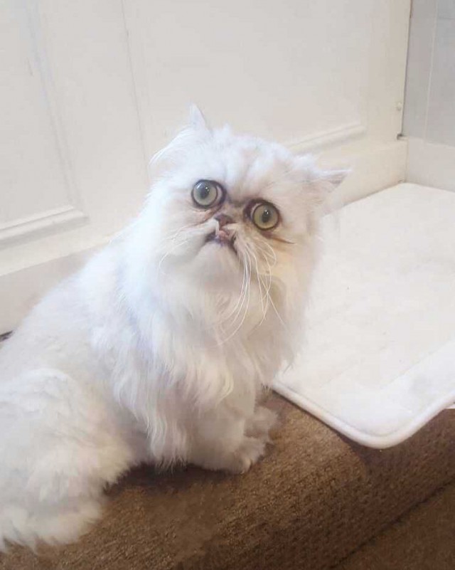 Прикольных котов пост