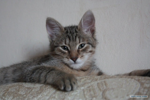 Котовторник! 11.10.11
