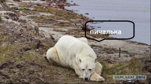 Сторожевые собаки Белого острова!