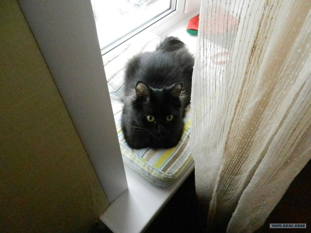 Котовторник (07.02.2012)