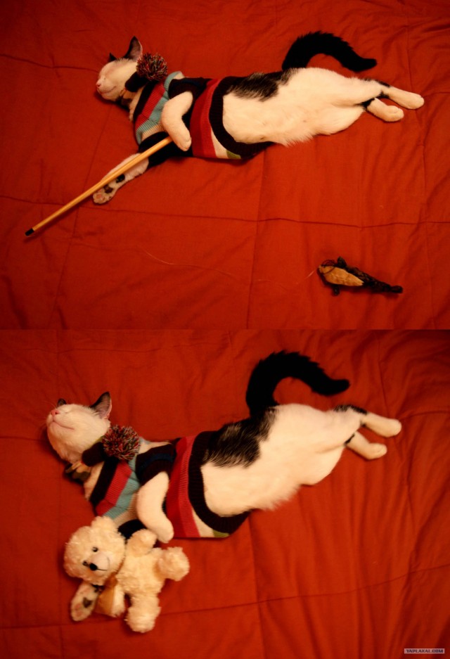 Котовторник (21.02.2012)