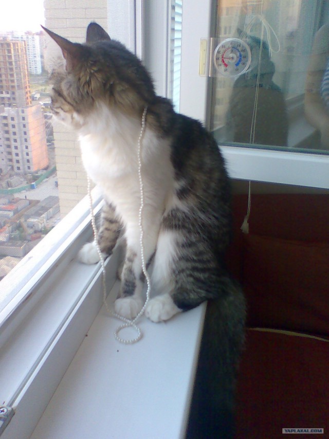 Котовторник 31.07.2012 г.