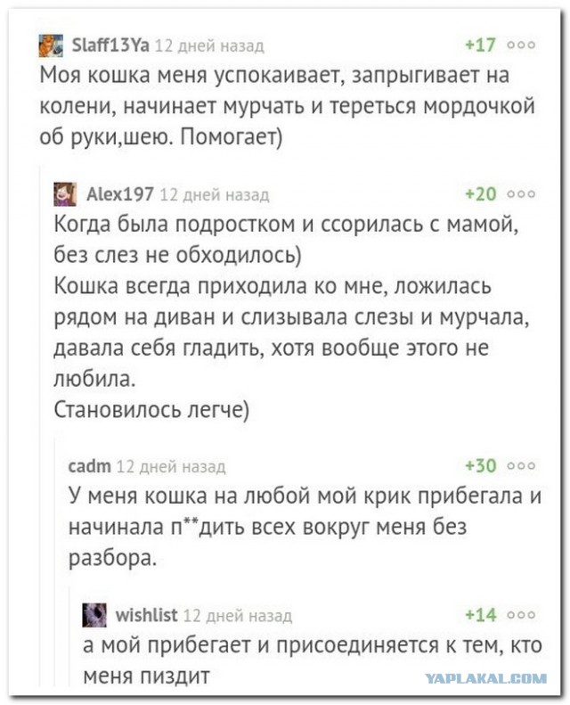 Смешные комментарии из социальных сетей 08.05.2019