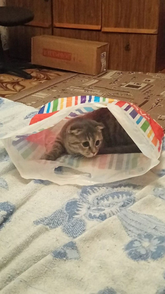Коты из сети