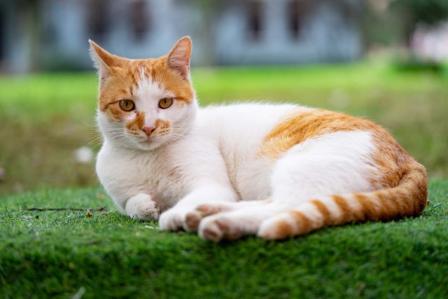 Котофеев пост