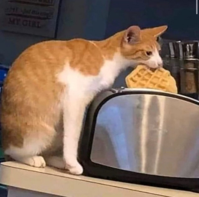 Коты из сети