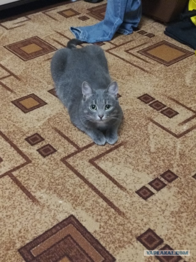 Кошки