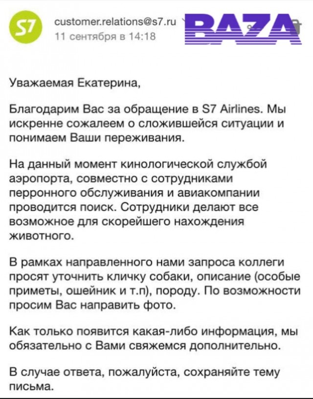 Сотрудники аэропорта Домодедово потеряли собаку, которая должна была лететь в Симферополь