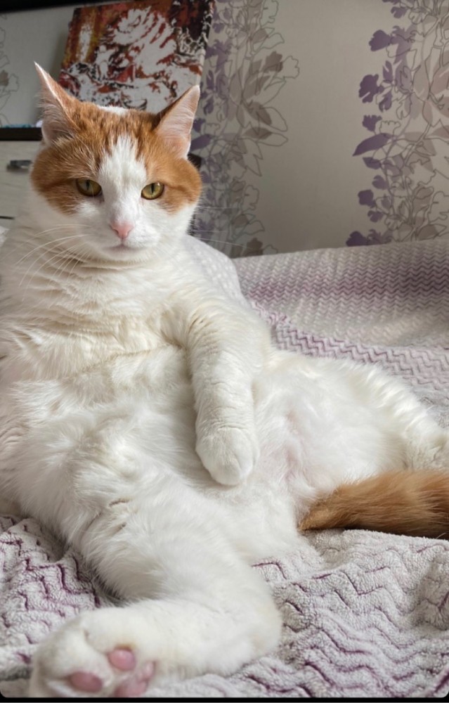 Котовторник же уже наступил?