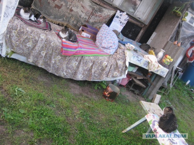 В Петербурге ищут хозяев пандемическому Куар-коту