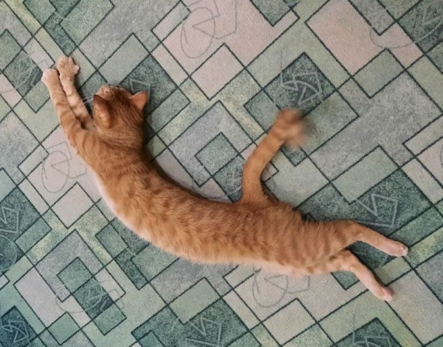 Котовторник 25.01.22