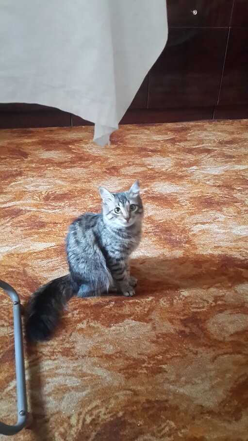 История к котовторнику