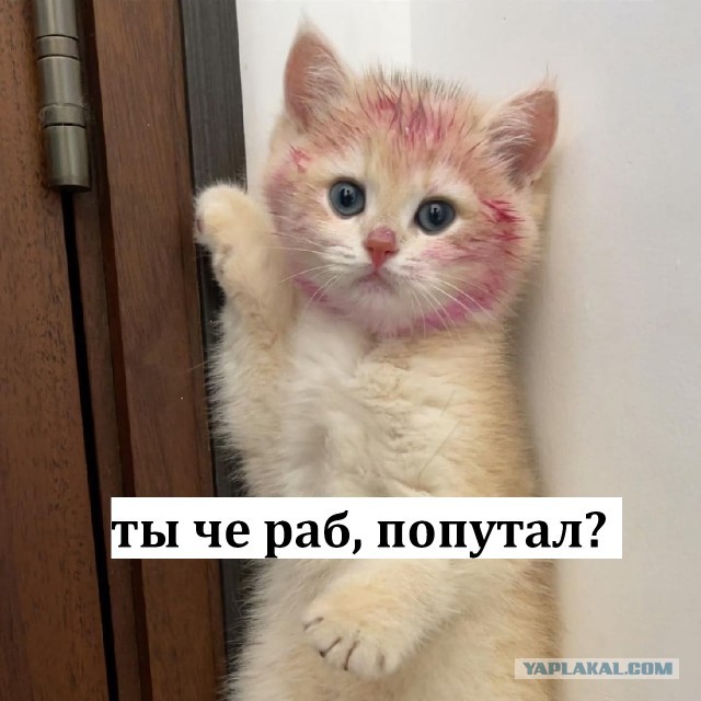 Пойман на месте преступления и очень раскаивается (нет)