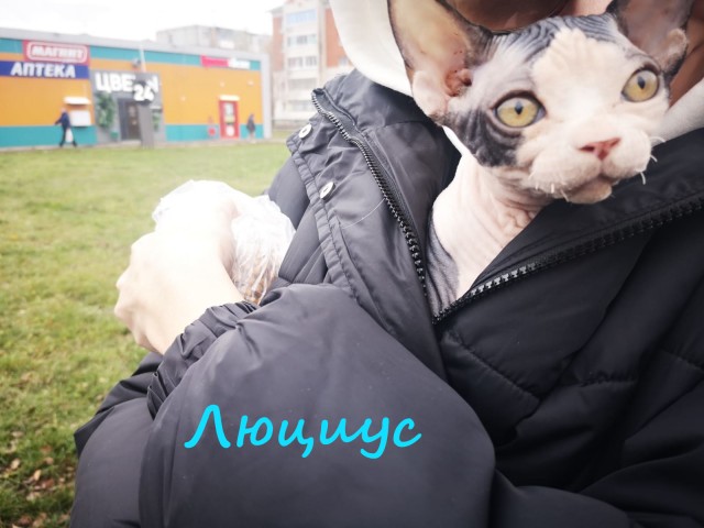 Жизнь домашнего приюта "Котоленд" 361