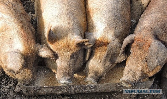 Двоих школьников госпитализировали в реанимацию прямо из ресторана «Вкусно и точка» на Маросейке