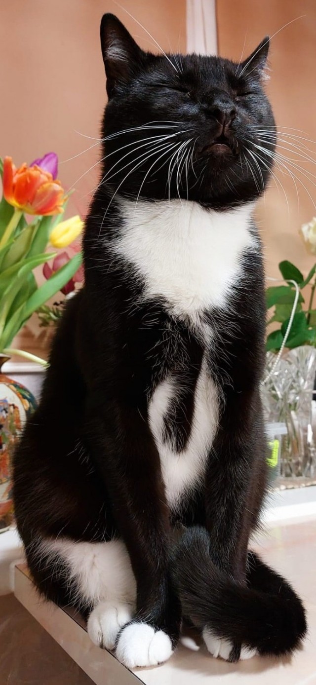 Котовторник