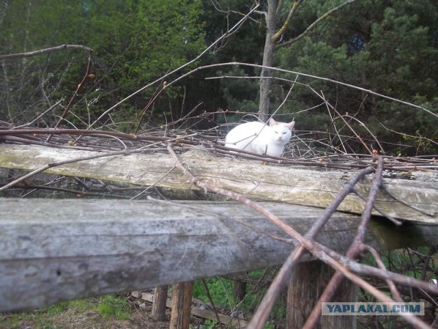Жизнь домашнего приюта для котеек 445