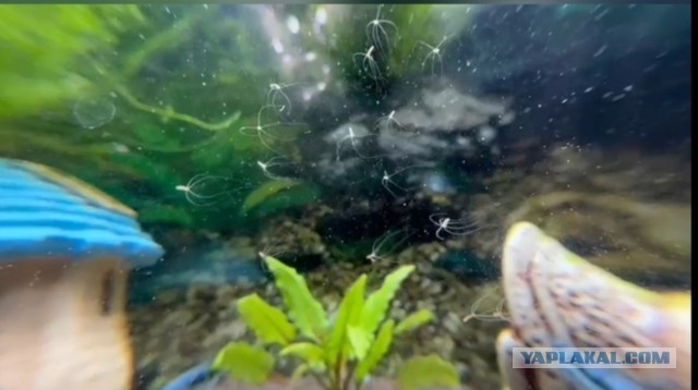 Гидры в аквариуме! О ужас!